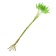 Dry -flowers "Lagurus", set of 30 pcs., Green color