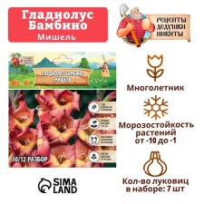 Gladiolus Bambino 