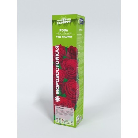 Sahenian Rosa Tea-Hybride "Red Naomi", 1 pc, spring 2024