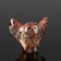 Souvenir "Council with wings", 4.5x5.5 cm, selenite