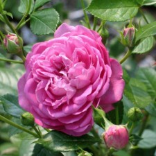Seedling rose 
