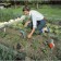 Planting cone, length 32 cm, plastic handle