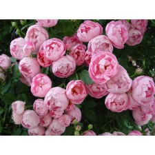 Seedling rose Plesy 