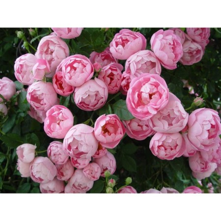 Seedling rose Plesy "Rautritter", tube, 1 pc, spring 2025