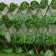 Decorative fence, 110 × 40 cm, "Birch sheet", Greengo