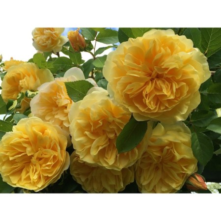 Sahenian Rosa Schrab (Kustovaya) Golden Zest, 1 pc, spring 2024
