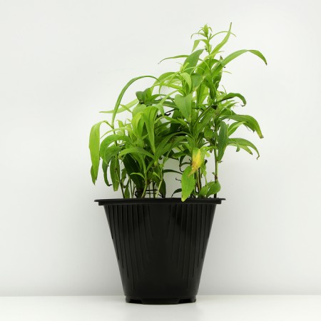 Bush Astra "Weiss", pot C2, 1 pc, Spring 2024-1