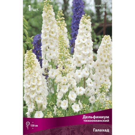 Delphinium "Pacific Galahad", 1 pc, rr I, spring 2025-2