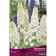 Delphinium "Pacific Galahad", 1 pc, rr I, spring 2025