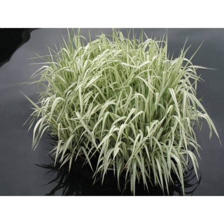 Mannik Big, pot C3, 1 pc, spring 2024