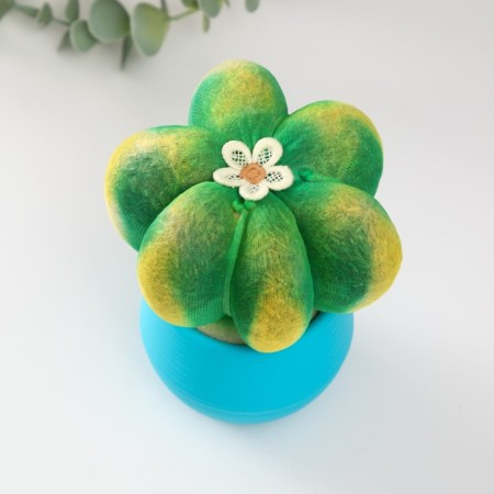Growing gift Eco -Zhizhivchik "Cactus Astrophytum" ​​MIX-4