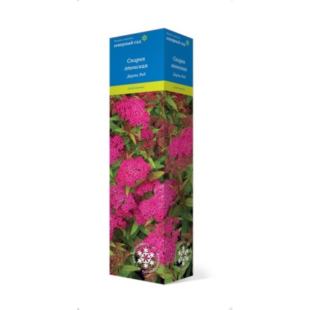Japanese spirea (Northern Garden series) "Darts Red" 1 pc, tube, spring 2025