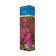 Japanese spirea (Northern Garden series) "Darts Red" 1 pc, tube, spring 2025