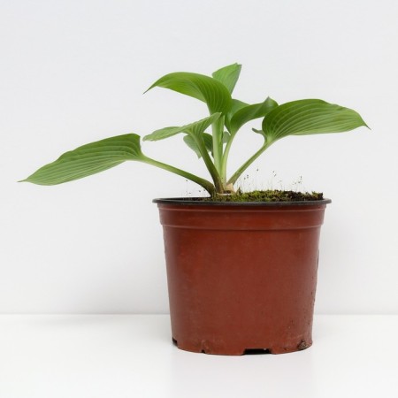 Host Hybrid Jurassik Park, C3 Pot, H10-50 Height, 1 pc, Summer 2024-1