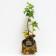 Currant seedlings black emerald necklace, P9 pot, summer 2024