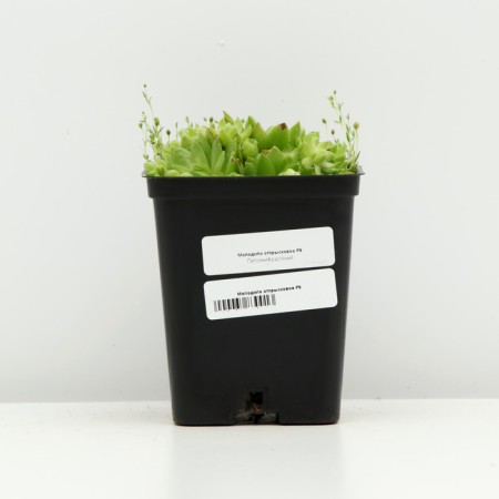 Belarmed offspring, P9 pot, 1 pc, Spring 2024-2