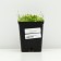 Belarmed offspring, P9 pot, 1 pc, Spring 2024