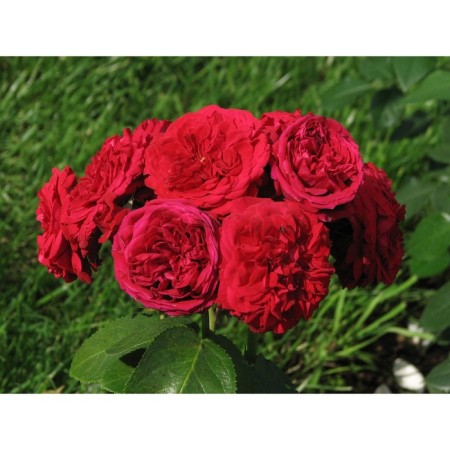 Seedling Rosa Cordes Floribunda "Rotatephen", tube, 1 pc, spring 2025