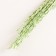 Set of dried flowers "Raigrace", banch 21 pcs, length 60 (+/- 6 cm), green