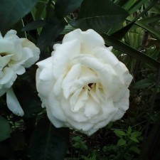 Seedling rose 