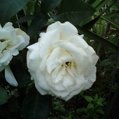 Seedling rose "White Bear", tube, spring 2025