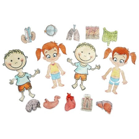 Didactic set with the playing field "Human Body", 27 details-1