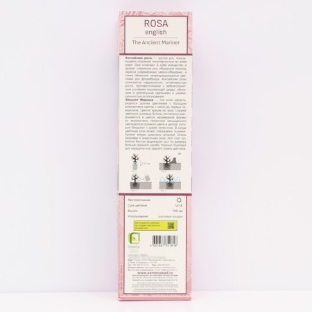 Seedling rose English Park "Einesta Mariner", tube, 1 pc, spring 2025-1