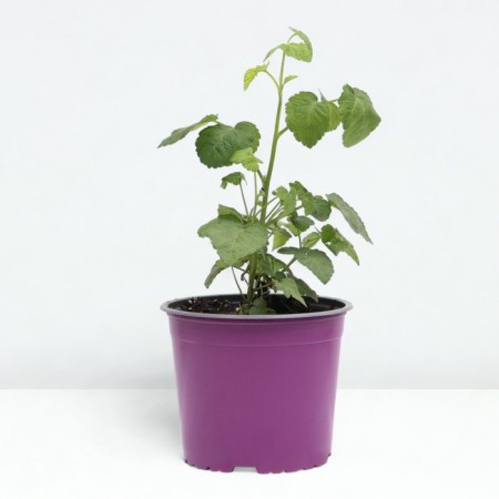 Ezhemalina Teybury, C2 pot, H20-40 Height, 1 pc, summer 2024-1