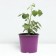 Ezhemalina Teybury, C2 pot, H20-40 Height, 1 pc, summer 2024