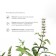 Haan cavity spray “Eucalypt and Mint”, with prebiotics, without alcohol, 20 ml