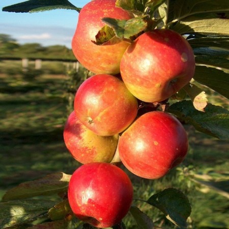 Seedling apple tree columnar barguzin, pot 2l., Summer 2024