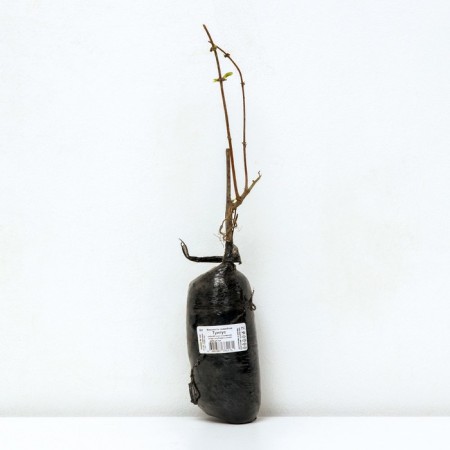 Edible honeysuckle (Northern Garden series) "Tungus", 1 pc, tube, spring 2024-2