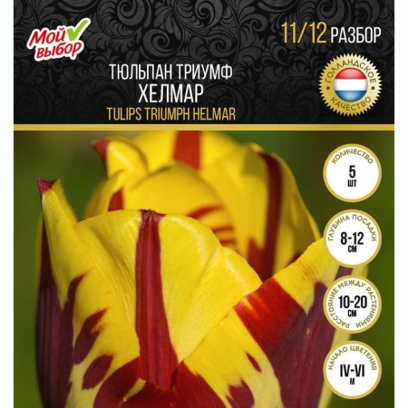 Tulip Triumph Helmar, rr 11/12, 5 pcs, autumn 2024-2