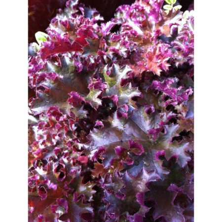 Heichera (Heuher) Hybrid Crimson Kurls, Rr. I, 1 pc, Spring 2025