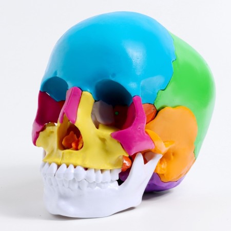 Mettle Matules "Human Skull" multi -colored collapsible, 20*12*21cm