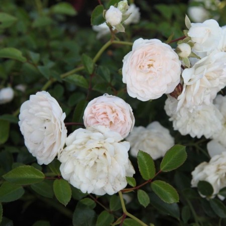 Seedling rose soil -cover "SIA FOM", tube, 1 pc, spring 2025