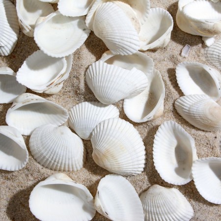 Set of shells, cardium elongatum, size 2.5 - 3.5 cm, 100 g