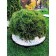 Garden plastic curb, 38 mm, green, 10 m + 30 stakes, "mango"