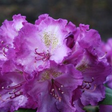 Rhododendron Hybrid suite 