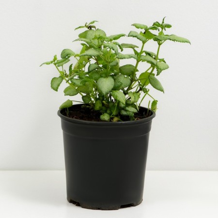 ENTERY YASTROOK FREED BECHON SILVER, C2 pot, H10-50 Height, 1 pc, summer 2024-1