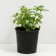 ENTERY YASTROOK FREED BECHON SILVER, C2 pot, H10-50 Height, 1 pc, summer 2024