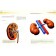 Human anatomy: a large popular atlas. Bilich G.L.