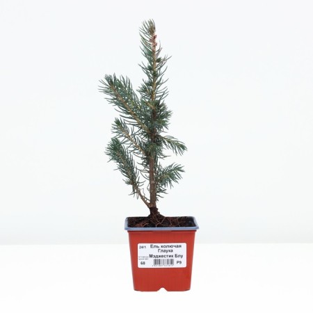Spruce prickly glaucy "mastic BLLU", P9, 1pc, h 3-20 cm, summer 2024-2