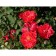 Sahenian Rose Canadian Park "John Franklin", tube, 1 pc, spring 2025