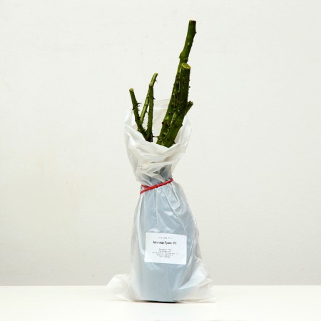 Sahenian Rosa Tea-Hibride "Alexander Pushkin", 1 pc, spring 2024-3