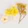 Set of dried flowers "Summer mood"