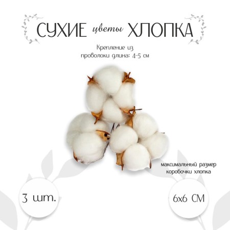 Dry flowers of cotton, set 3 pcs., Size 1 pc. 6 × 6 cm, white color