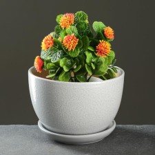 Flower Pot 