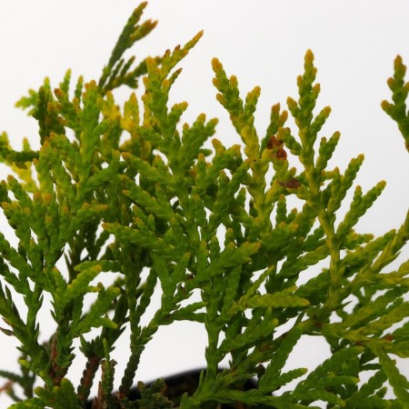 Thuja western "Danika aurea", p9, 1 pc, spring 2024-2