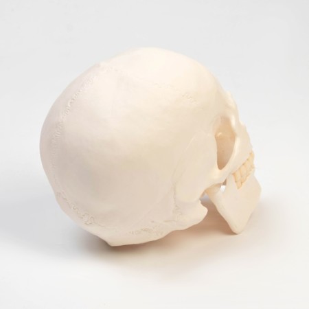 Model "Human Skull" 20*15*18cm-4